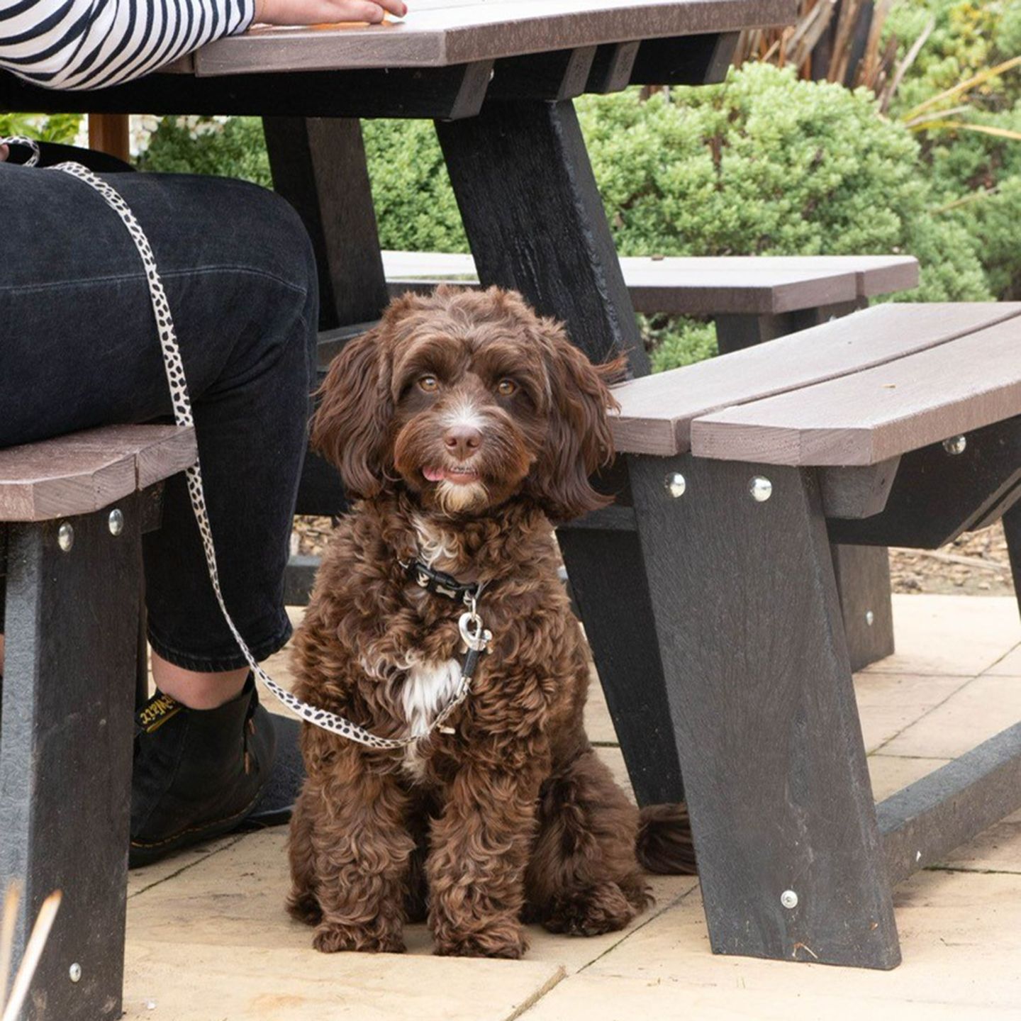 Your local dog friendly pub in Shoreham-by-Sea
